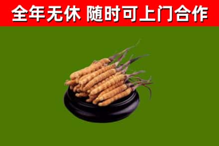 沈阳市回收冬虫夏草